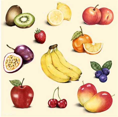 fruit illustration