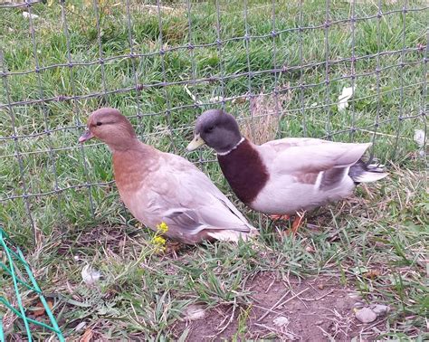 The Call duck: breed guide — Raising Ducks