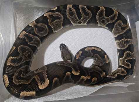 Image result for Leopard Yankie Ball Python