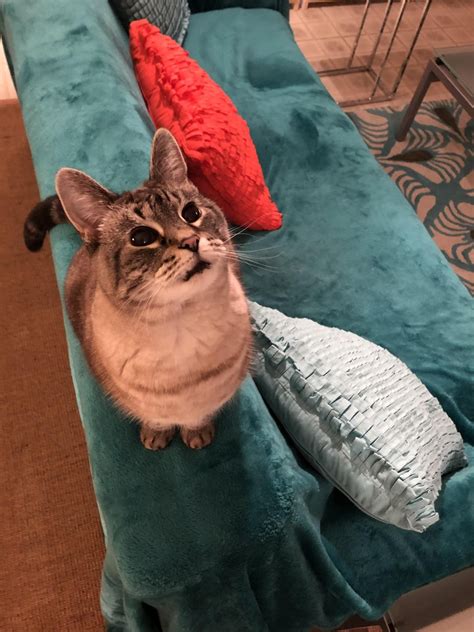 Meet Violet Marie : r/lynxpointsiamese