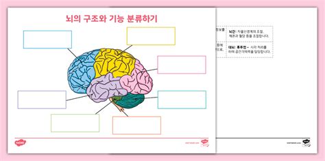 초등 과학 ⅼ 뇌구조 ⅼ 뇌의 구조와 기능