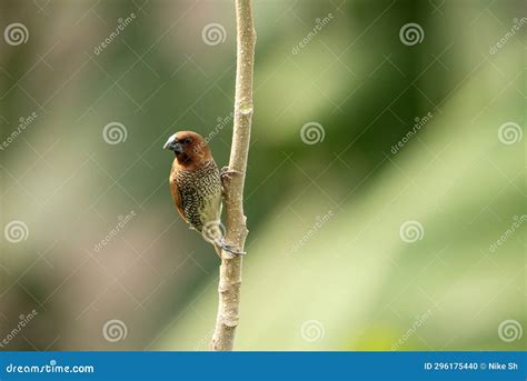 Scaly breasted Munia stock photo. Image of nutmeg, twig - 296175440