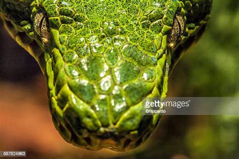 Image result for Burmese Python On Tree