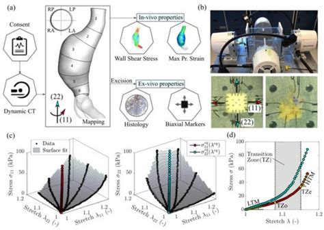 Heterogeneity of Ex Vivo and In Vivo Properties along the Length of the ...