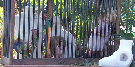 Resident sues neighbor after hoarding allegedly caused rat infestation ...