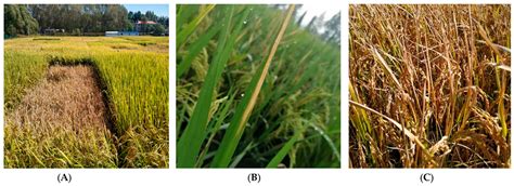An Emerging Bacterial Leaf Disease in Rice Caused by Pantoea ananatis ...