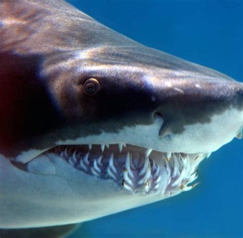 Verhaltensforschung: Wie gefährlich ist der Weiße Hai wirklich? - WELT
