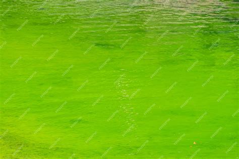 Premium Photo | Green river water caused by microalgae growth ...