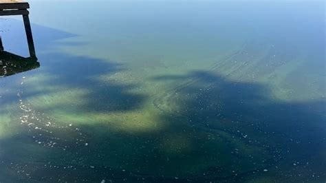State advises public to avoid discolored water as algal bloom reports ...