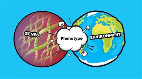 Image result for Phenotype Example