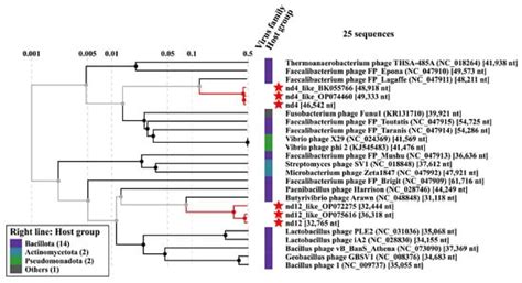 Tentaclins—A Novel Family of Phage Receptor-Binding Proteins That Can ...