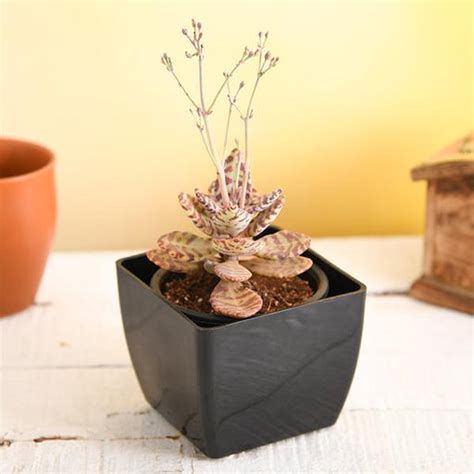 Buy Kalanchoe Plants online from Nurserylive at lowest price.