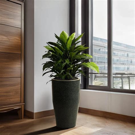 Buy Plastic Pots for Plants Online | Plastic Flower Pots Online ...