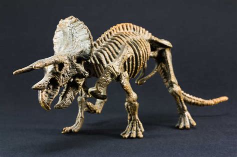这是什么动物的牙齿化石_百度知道