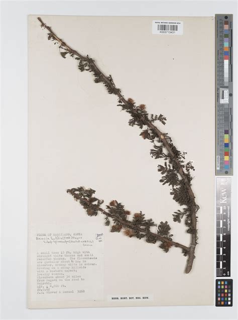 Vachellia tortilis subsp. spirocarpa (Hochst. ex A.Rich.) Kyal ...