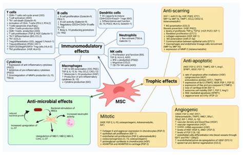 Mesenchymal Stem Cell Mechanisms of Action and Clinical Effects in ...