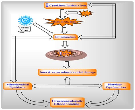 Mitochondrial Modulations, Autophagy Pathways Shifts in Viral ...