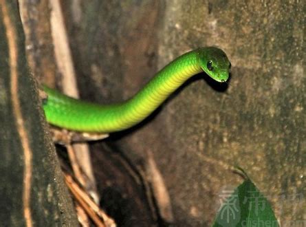 孕妇梦见绿色的蛇是什么意思预兆 - 原版周公解梦大全
