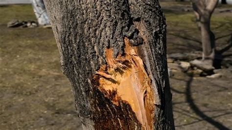 Image result for Easy Way Splitting Tree Trunks