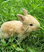 Image result for Cute Bunnies Hugging