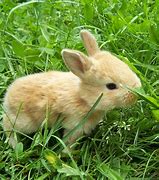 Image result for Cute Pet Bunny