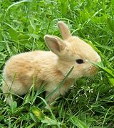 Image result for Really Cute Bunny