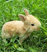 Image result for Cute White Bunnies