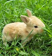 Image result for Cute Bunnies Hugging