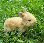 Image result for Baby Bunnies Clip Art