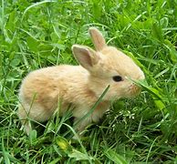 Image result for Furry Cute Baby Bunny