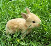 Image result for Cute Baby Bunny with Big Eyes