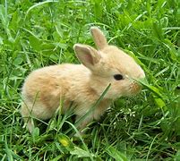 Image result for Cute Baby Bunny Sleeping