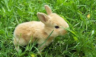 Image result for Cool Bunny Art Wallpaper