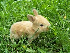 Image result for Cute Baby Bunny Images