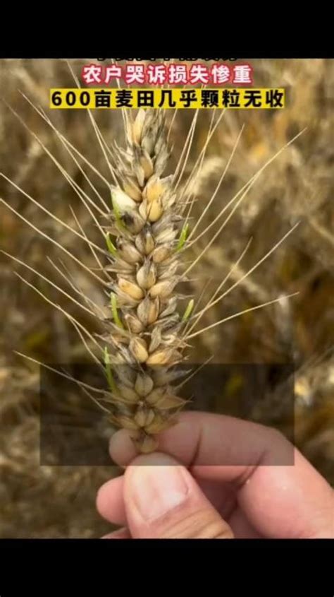 小麦因下雨发芽，农民哭诉损失惨重。600亩麦田几乎颗粒无收……|麦田|小麦_新浪新闻