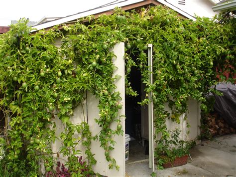 Passion Fruit Vine in a Cottage Garden