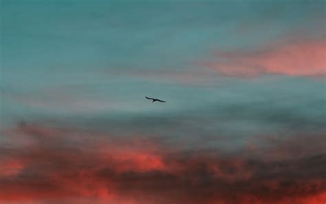 Download wallpaper 3840x2400 bird, wings, sunset, sky 4k ultra hd 16:10 ...