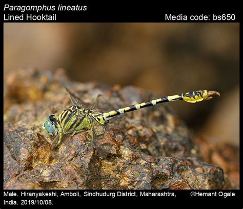 Paragomphus lineatus Selys, 1850 - Lined Hooktail | Odonata