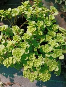 My Green Garden Sedum Japonicum Plant Price in India - Buy My Green ...