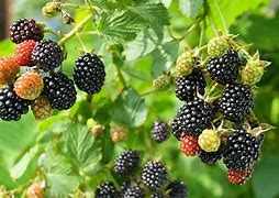 Image result for Growing Blackberries