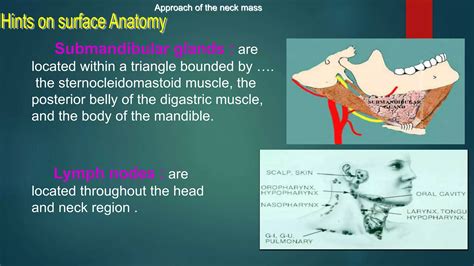 Neck mass differential diagnosis | PPTX