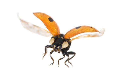 Image result for Ladybug Flying