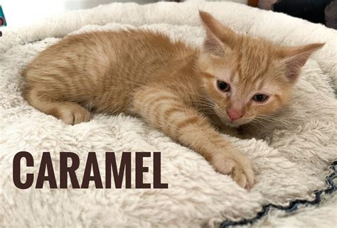 Mistletoe – K's Kitten Rescue