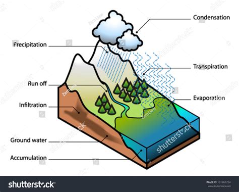 Water Cycle Showing Evaporation Transpiration Condensation Stock Vector ...