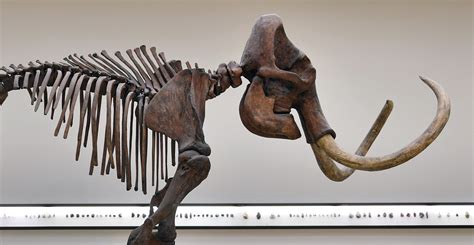 Image result for Extinct Animals Revival