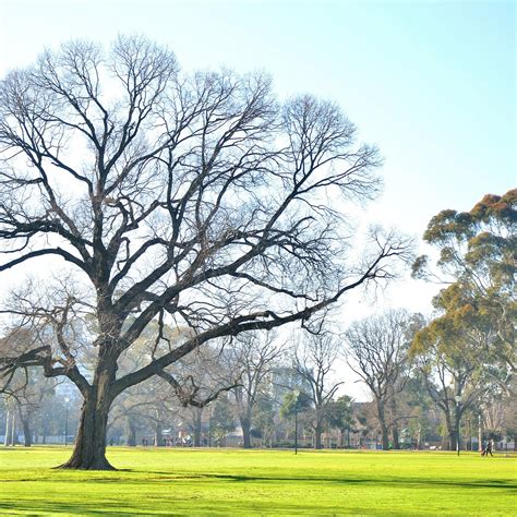 FAWKNER PARK (2026) All You Need to Know BEFORE You Go (with Photos ...