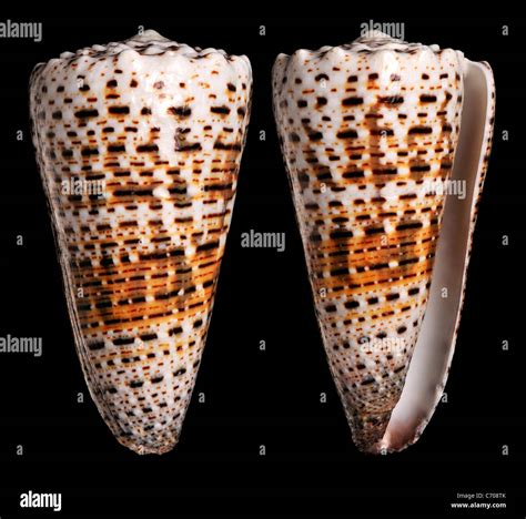 Image result for Cone Shell Types