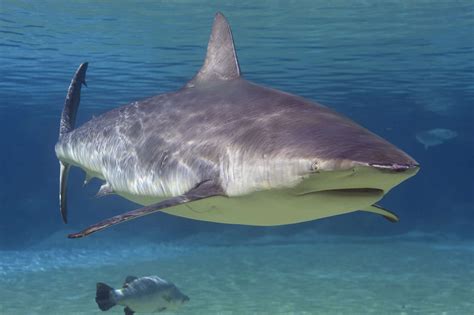 How Big Do Bull Sharks Actually Get?
