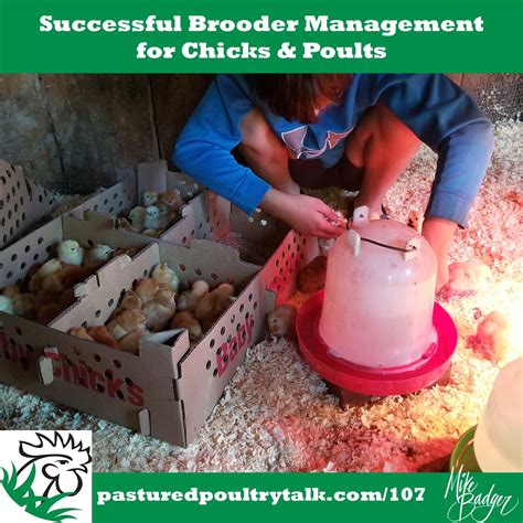 When to Remove Chicks From Brooder 的图像结果