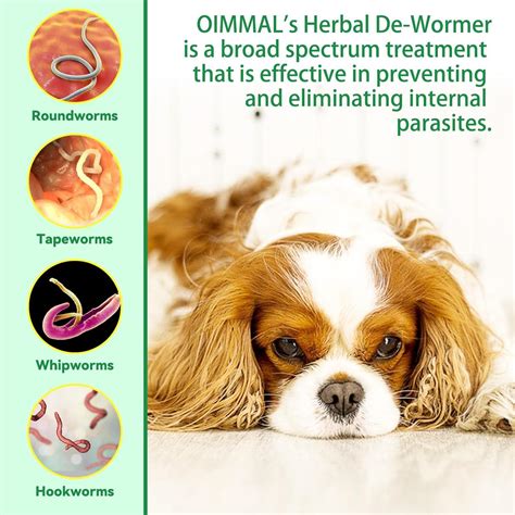 De Worming Dogs Naturally 的图像结果